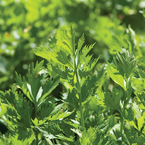 David's Garden Seeds Herb Celery Cutting 9225 (Green) 200 Non-GMO, Heirloom Seeds