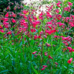 CHUXAY GARDEN Penstemon Hartwegii,Hartweg's Beardtongue 50 Seeds Red Perennial Herb Flowering Plants Lovely Bell Flowers Landscaping Rocks