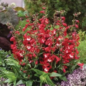 CHUXAY GARDEN Penstemon Hartwegii,Hartweg's Beardtongue 50 Seeds Red Perennial Herb Flowering Plants Lovely Bell Flowers Landscaping Rocks