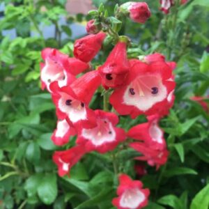 CHUXAY GARDEN Penstemon Hartwegii,Hartweg's Beardtongue 50 Seeds Red Perennial Herb Flowering Plants Lovely Bell Flowers Landscaping Rocks