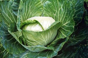 golden acre cabbage seeds for planting, 500+ heirloom seeds per packet, (isla’s garden seeds), non gmo seeds, botanical name: brassica oleracea