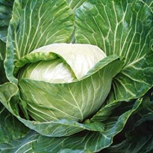 Golden Acre Cabbage Seeds for Planting, 500+ Heirloom Seeds Per Packet, (Isla's Garden Seeds), Non GMO Seeds, Botanical Name: Brassica oleracea