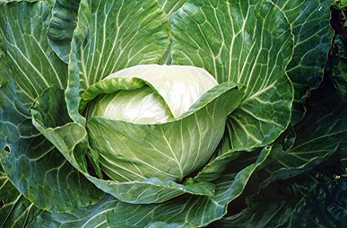 Golden Acre Cabbage Seeds for Planting, 500+ Heirloom Seeds Per Packet, (Isla's Garden Seeds), Non GMO Seeds, Botanical Name: Brassica oleracea