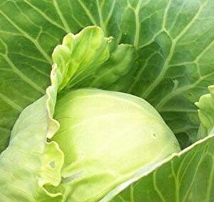 Golden Acre Cabbage Seeds for Planting, 500+ Heirloom Seeds Per Packet, (Isla's Garden Seeds), Non GMO Seeds, Botanical Name: Brassica oleracea