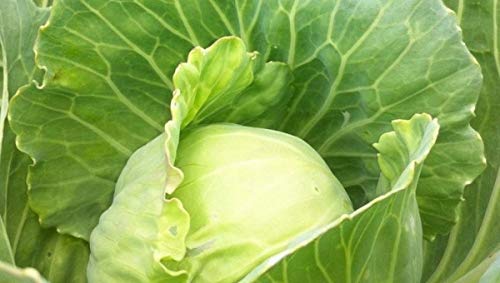 Golden Acre Cabbage Seeds for Planting, 500+ Heirloom Seeds Per Packet, (Isla's Garden Seeds), Non GMO Seeds, Botanical Name: Brassica oleracea