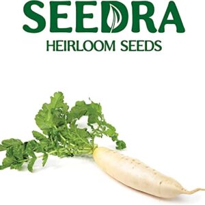 Seedra.US Japanese Minowase Daikon Radish Seeds for Indoor and Outdoor Planting - Non GMO and Heirloom Seeds - 100 Seeds - White Radishes for Home Vegetable Garden