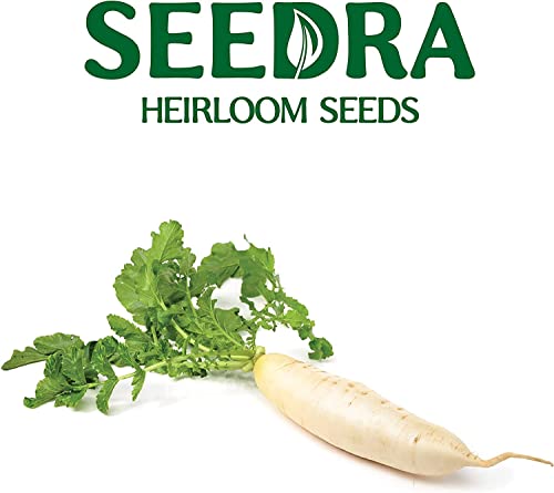 Seedra.US Japanese Minowase Daikon Radish Seeds for Indoor and Outdoor Planting - Non GMO and Heirloom Seeds - 100 Seeds - White Radishes for Home Vegetable Garden
