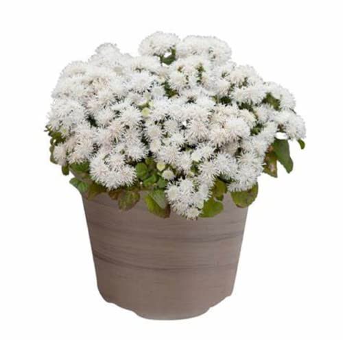 CHUXAY GARDEN 100 Seeds White Ageratum Houstonianum,Flossflower,Bluemink,Blueweed,Pussy Foot,Mexican Paintbrush Rare White Flowers Hardy Bear Ear Plant Easy to Grow & Maintain