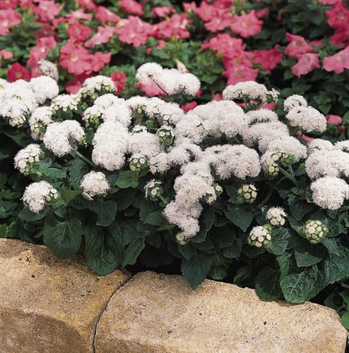 CHUXAY GARDEN 100 Seeds White Ageratum Houstonianum,Flossflower,Bluemink,Blueweed,Pussy Foot,Mexican Paintbrush Rare White Flowers Hardy Bear Ear Plant Easy to Grow & Maintain