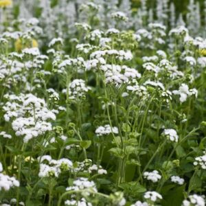 CHUXAY GARDEN 100 Seeds White Ageratum Houstonianum,Flossflower,Bluemink,Blueweed,Pussy Foot,Mexican Paintbrush Rare White Flowers Hardy Bear Ear Plant Easy to Grow & Maintain