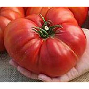 church tomato seeds (20+ seeds) | non gmo | vegetable fruit herb flower seeds for planting | home garden greenhouse pack