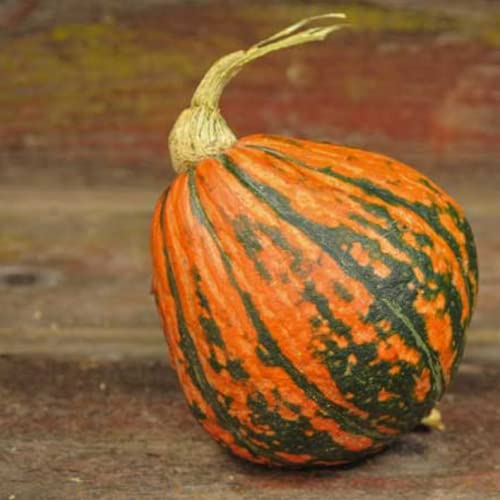 CHUXAY GARDEN Lakota Squash Seed 40 Seeds Delicious Winter Squash Beautiful Vegetable Popular for Baking Easy Grow