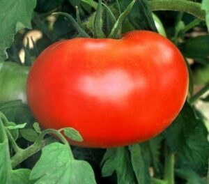 55+ big boy hybrid tomato seeds