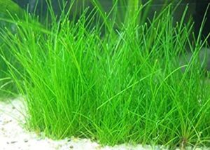 aquarium plants live, dwaf hairgrass plant for gardening indoor, 1 clump, ornaments perennial garden simple to grow pot