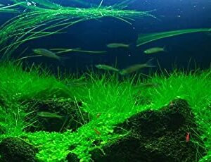 Aquarium Plants Live, Dwaf Hairgrass Plant for Gardening Indoor, 1 Clump, Ornaments Perennial Garden Simple to Grow Pot