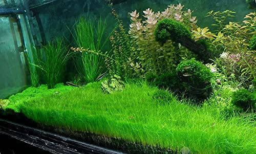 Aquarium Plants Live, Dwaf Hairgrass Plant for Gardening Indoor, 1 Clump, Ornaments Perennial Garden Simple to Grow Pot