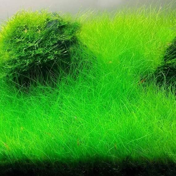 Aquarium Plants Live, Dwaf Hairgrass Plant for Gardening Indoor, 1 Clump, Ornaments Perennial Garden Simple to Grow Pot