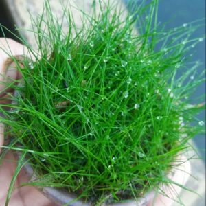 Aquarium Plants Live, Dwaf Hairgrass Plant for Gardening Indoor, 1 Clump, Ornaments Perennial Garden Simple to Grow Pot