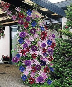clematis ~mixed colors~ wonderful large blooms 50+ perennial vine seeds