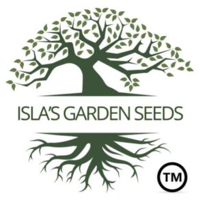 Golden Detroit Beet Seeds for Planting, 100+ Heirloom Seeds Per Packet, (Isla's Garden Seeds), Non GMO Seeds, Botanical Name: Beta vulgaris, Great Home Garden Gift