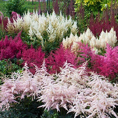 Outsidepride Astilbe Arendsii Bunter Garden Flower Plant Seed - 2000 Seeds