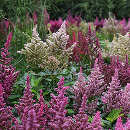 Outsidepride Astilbe Arendsii Bunter Garden Flower Plant Seed - 2000 Seeds