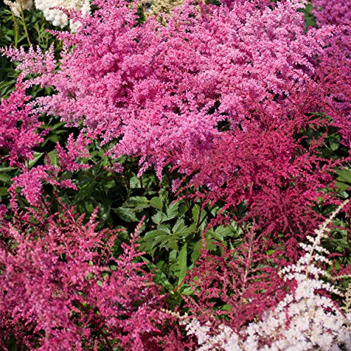 Outsidepride Astilbe Arendsii Bunter Garden Flower Plant Seed - 2000 Seeds