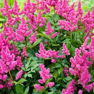 outsidepride astilbe chinensis pumila garden flower plant seed – 1000 seeds