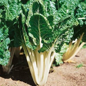 david’s garden seeds swiss chard lucullus 4356 (multi) 200 non-gmo, heirloom seeds