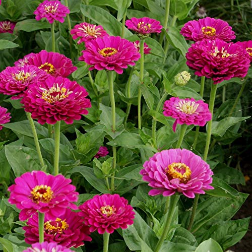 Outsidepride Zinnia Elegans Dahlia Purple Heat & Drought Tolerant Garden Cut Flowers - 1000 Seeds