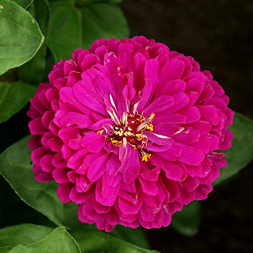 Outsidepride Zinnia Elegans Dahlia Purple Heat & Drought Tolerant Garden Cut Flowers - 1000 Seeds