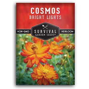 survival garden seeds – bright lights cosmos seed for planting – packet with instructions to plant and grow cosmos sulphureus in your home flower or vegetable garden – non-gmo heirloom variety