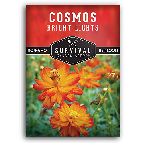 Survival Garden Seeds - Bright Lights Cosmos Seed for Planting - Packet with Instructions to Plant and Grow Cosmos Sulphureus in Your Home Flower or Vegetable Garden - Non-GMO Heirloom Variety