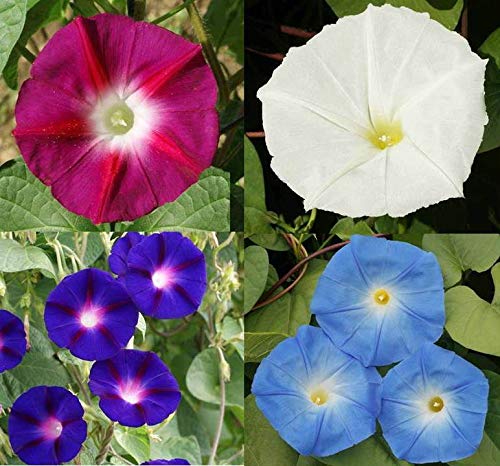 Day & Night Blooming Morning Glory Seed Mix Rare with Moonflower Vine - S23 (150 Seeds, or 1/4 oz)