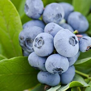 Pixies Gardens (2 Gallon) Vernon Blueberry Shrub - Large Flavorful Berries with Full Color and Excellent Firmness. Early Season Good Yields and Excellent Vigor.