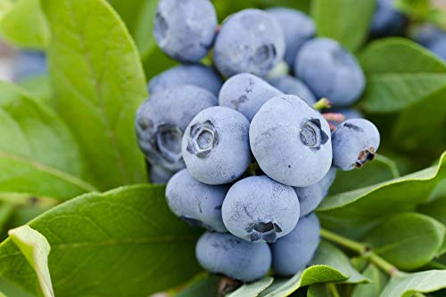 Pixies Gardens (2 Gallon) Vernon Blueberry Shrub - Large Flavorful Berries with Full Color and Excellent Firmness. Early Season Good Yields and Excellent Vigor.