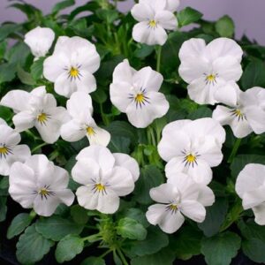 outsidepride viola white perfection garden flowers for containers, hanging baskets, & window boxes – 1000 seeds