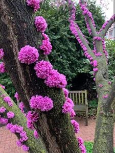 judas tree seeds for planting – 20 seeds – flowering tree prized for yard, garden or as bonsai