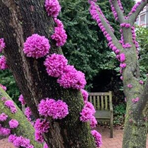Judas Tree Seeds for Planting - 20 Seeds - Flowering Tree Prized for Yard, Garden or as Bonsai