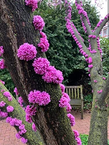 Judas Tree Seeds for Planting - 20 Seeds - Flowering Tree Prized for Yard, Garden or as Bonsai
