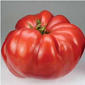 german giant tomato seeds (20+ seeds) | non gmo | vegetable fruit herb flower seeds for planting | home garden greenhouse pack