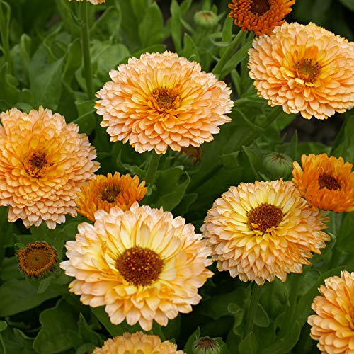 Outsidepride Calendula Officinalis Pink Surprise Pot Marigold Garden Flower Seed - 2000 Seeds