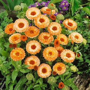 Outsidepride Calendula Officinalis Pink Surprise Pot Marigold Garden Flower Seed - 2000 Seeds