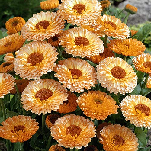 Outsidepride Calendula Officinalis Pink Surprise Pot Marigold Garden Flower Seed - 2000 Seeds