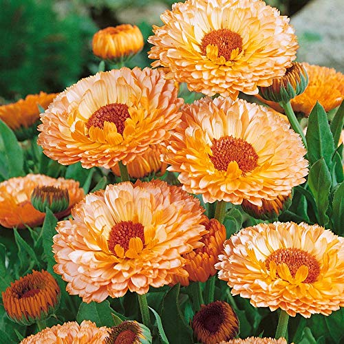 Outsidepride Calendula Officinalis Pink Surprise Pot Marigold Garden Flower Seed - 2000 Seeds