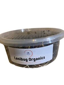thanos lanibug organics 500 live hippodamia convergens ladybugs- guaranteed live delivery with standard/priority shipping