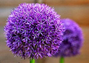 10 dark purple allium bulbs – force indoors now – blooming onion flowering perennial garden flower