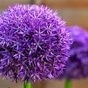 10 Dark Purple Allium Bulbs - Force Indoors Now - Blooming Onion Flowering Perennial Garden Flower