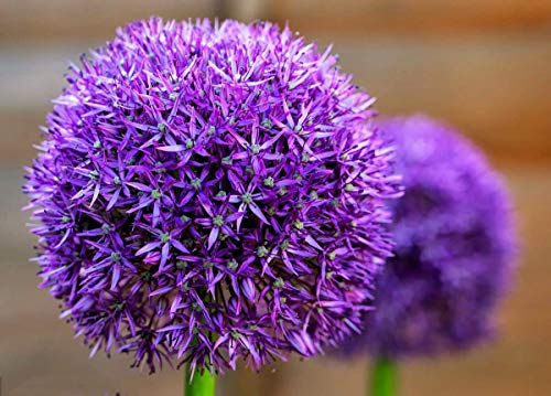 10 Dark Purple Allium Bulbs - Force Indoors Now - Blooming Onion Flowering Perennial Garden Flower