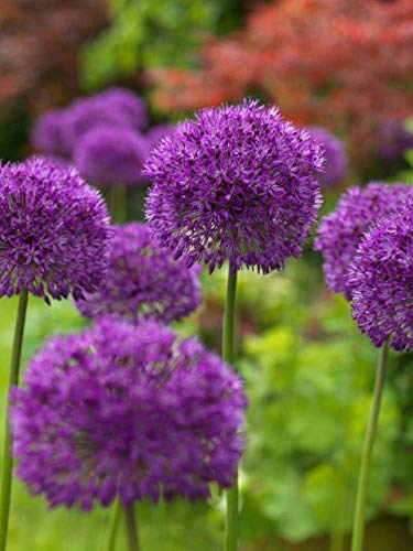 10 Dark Purple Allium Bulbs - Force Indoors Now - Blooming Onion Flowering Perennial Garden Flower